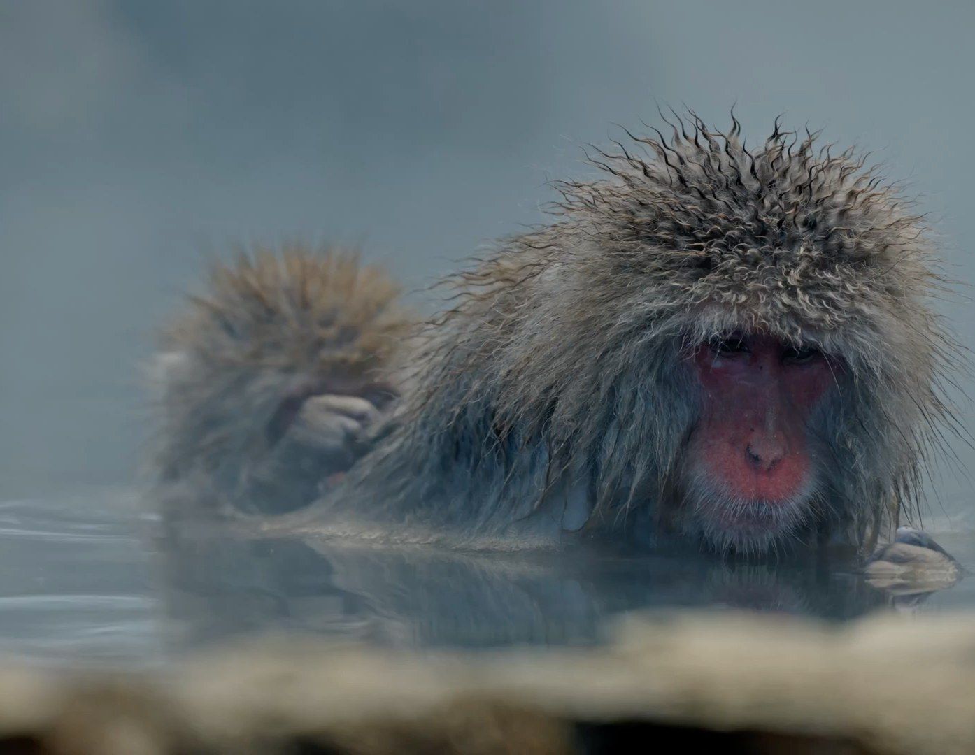 Dos macacos japoneses, una cría y un adulto, se bañan en un onsen al aire libre entre el vapor